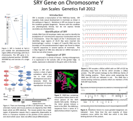 SRY Gene on Chromosome Y Jon Scales Genetics Fall 2012