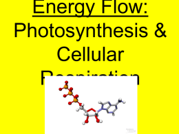 Photosynthesis Light Independent Reaction