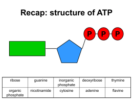Recap: structure of ATP