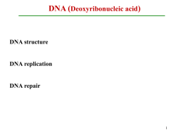 lec9 DNA replication