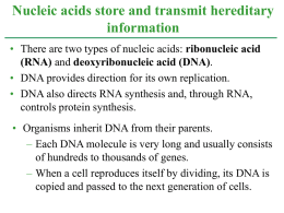 Nucleic acids store and transmit hereditary information