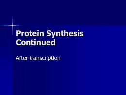 Protein Synthesis Continued
