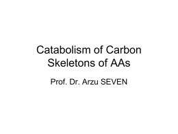 Catabolism of Carbon Skeletons of AAs1.06 MB
