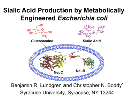 Sialic Acid Production by Metabolically Engineered Escherichia coli