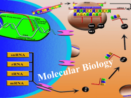 Molecular Biology Powerpoint