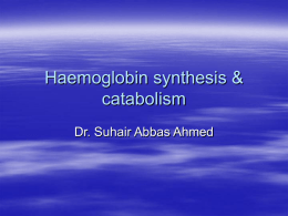 Hb-synthesis