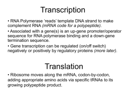 Transcription & Translation