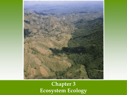Energy Flows through Ecosystems