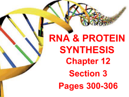 Protein Synthesis Notes