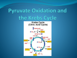 Pyruvate Oxidation and the Krebs Cycle