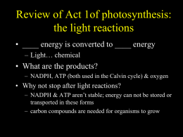 C 3 Photosynthesis
