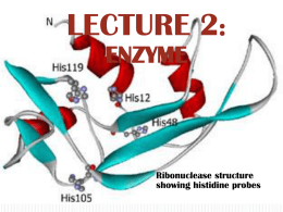 Lect2(Enzim