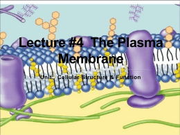 Lecture #4 The Plasma Membrane