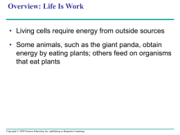 Oxidation of Organic Fuel Molecules During Cellular