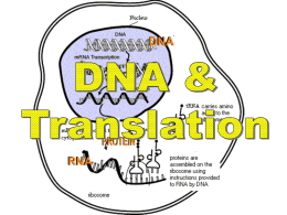 DNA and Translation Gene