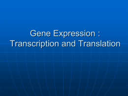 BIO 101: Transcription and Translation