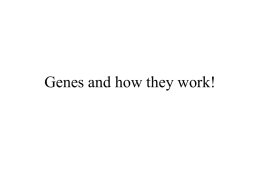 Genes and How they work!