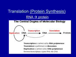 Translation (Protein Synthesis)