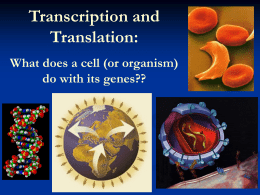 D7-Transcription and Translation