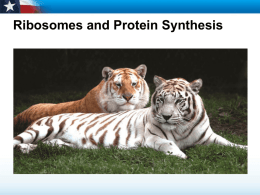 13.2 Ribosomes and Protein Synthesis