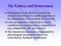 The Kidneys and Homeostasis