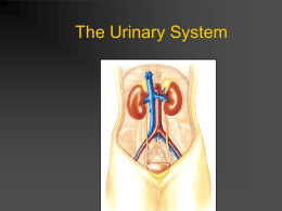 022 Urinary System - Powell County Schools