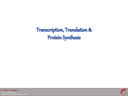 Transcription & Protein Synthesis