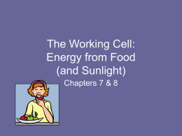 The Working Cell: Energy from Food