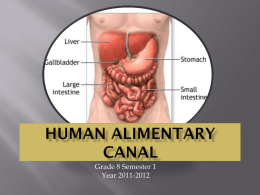 Human Alimentary Canal