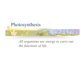 Photosynthesis - mleonessciencepage