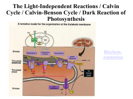 “categories” of the Calvin Cycle