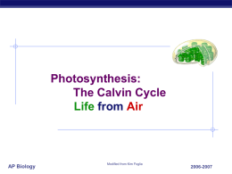 calvin cycle emphasis