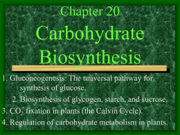 Chapter 19 Carbohydrate Biosynthesis