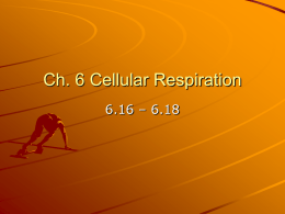 PowerPoint Presentation - Ch. 6 Cellular Respiration