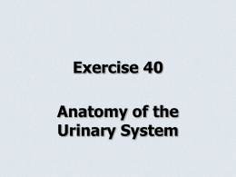 Exercise 40 Urinary System