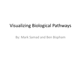 Visualizing Biological Pathways
