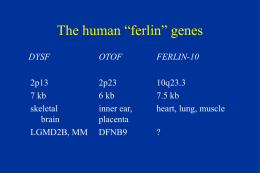 The human "ferlin" genes