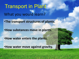 transport_in_plants_compressed