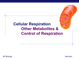 Cell Resp (Other Molecules and Regulation)
