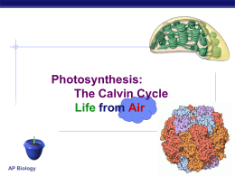 Photosynthesis Part 2