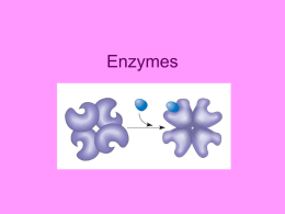 3 Enzyme Notes
