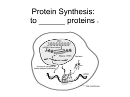 Protein Synthesis Animation