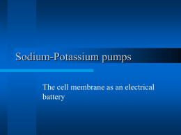 Sodium-Potassium pumps