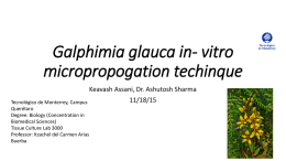 Galphimia glauca in