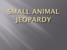 Small Animal Jeopardy