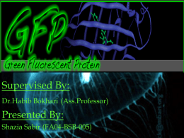 Introduction of GFP
