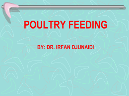 poultry feeding