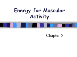 Energy For Muscular Activity