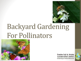 Backyard Gardening for Pollinators