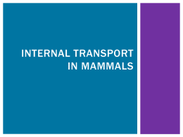 Internal transport in mammals